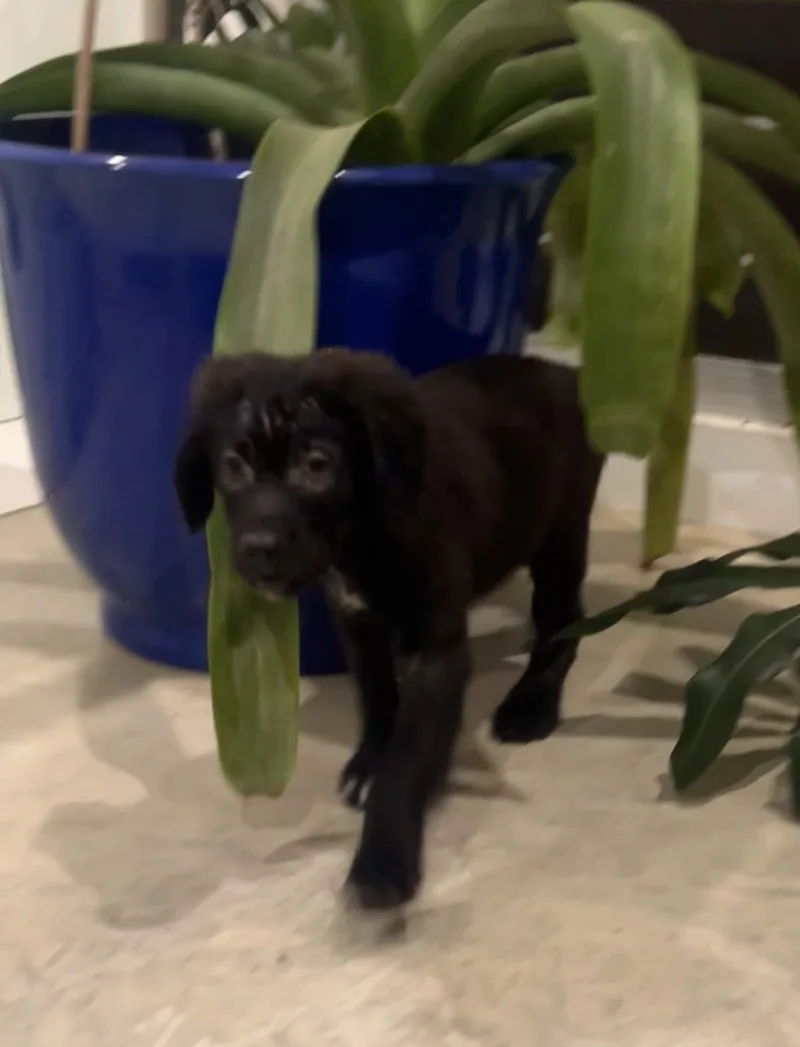 Charlie thumbnail 5