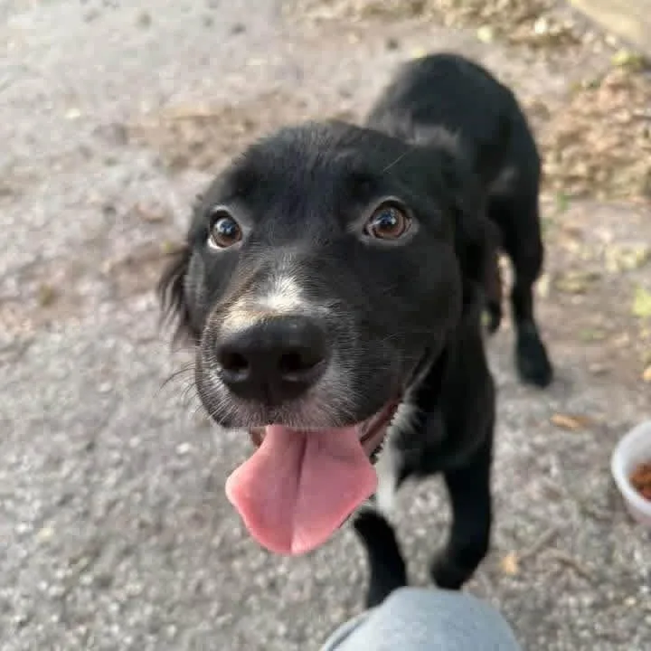 Buddy Pete PC