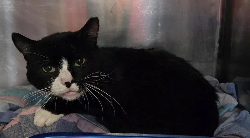 An adult medium-sized male Domestic Short Hair cat named Hunter for adoption in Windsor, CT