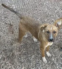 A baby large-sized female Mixed Breed dog named Zara for adoption in Hot Springs, SD
