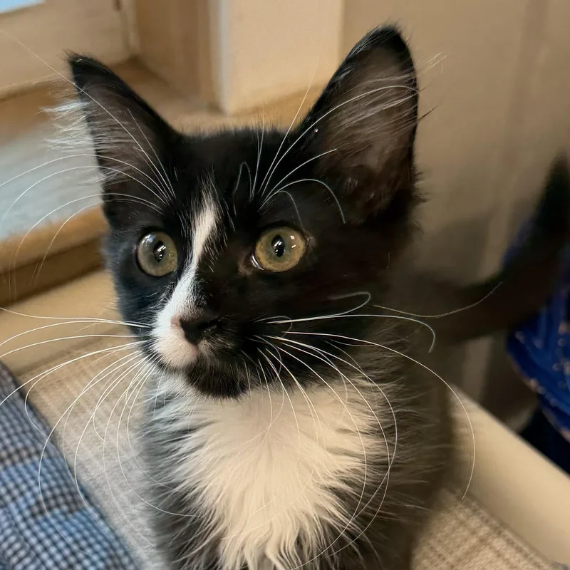 Gizmo