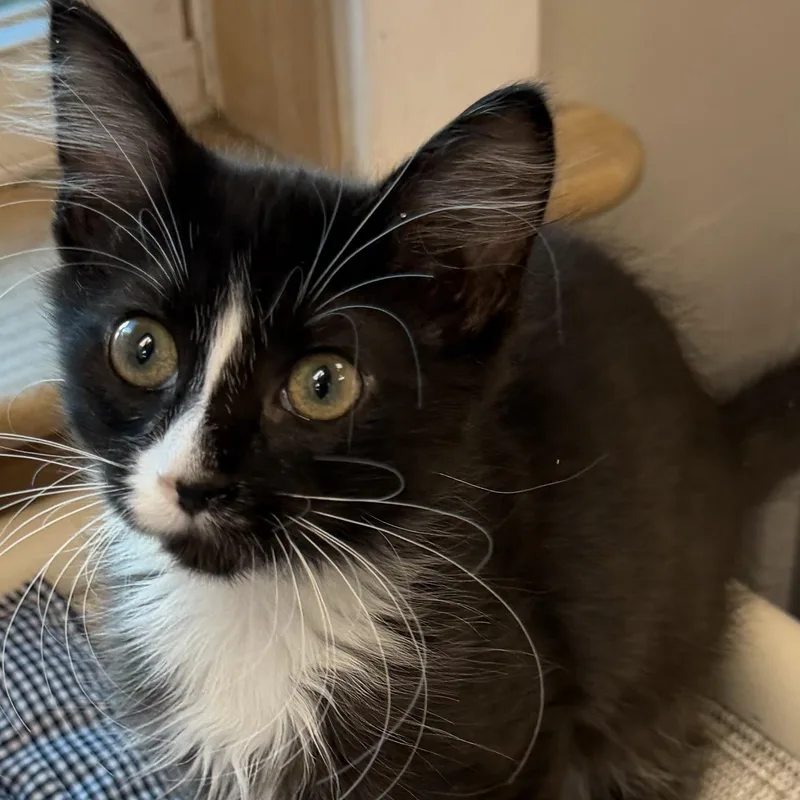Gizmo thumbnail 3