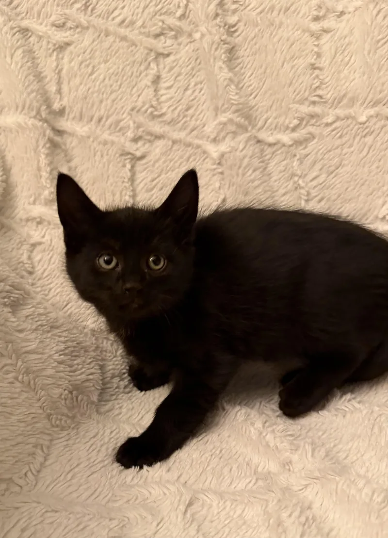 A baby medium-sized male Domestic Short Hair cat named Kaz for adoption in Ephrata, WA
