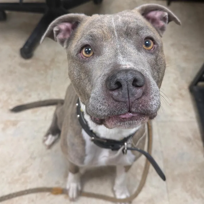 A senior medium-sized female Pit Bull Terrier dog named Myla for adoption in East Smithfield , PA