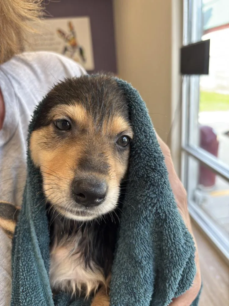 A baby small-sized female German Shepherd Dog dog named Charm for adoption in Suamico, WI
