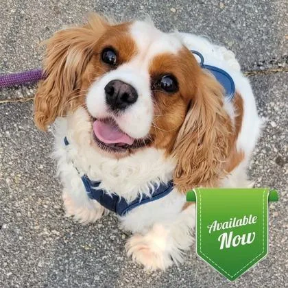 An adult small-sized male Cavalier King Charles Spaniel dog named Charlie for adoption in Lowell, MA