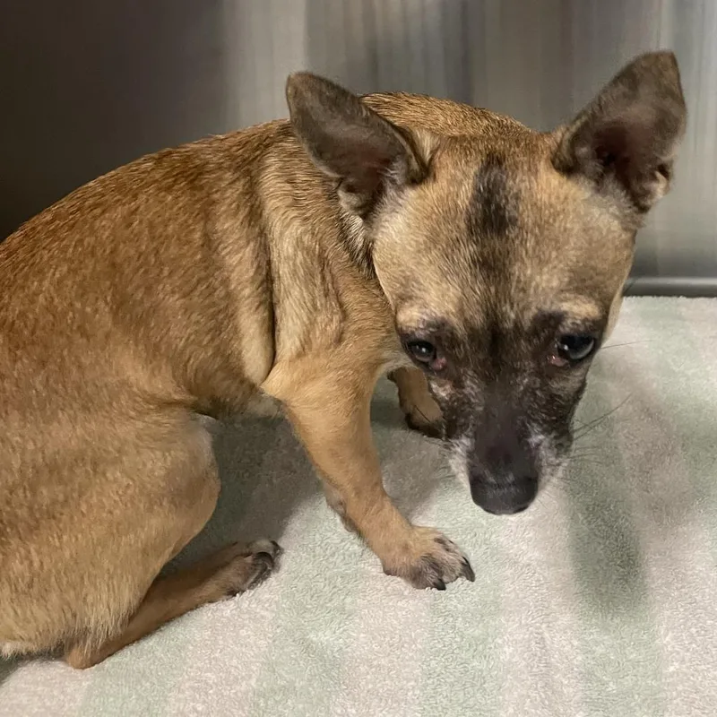 A senior small-sized male Brown / Chocolate Chihuahua dog named Millville for adoption in Greensboro, NC