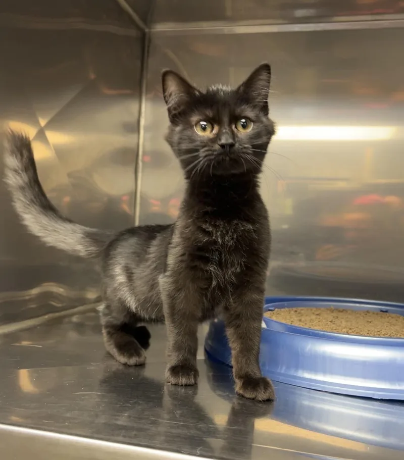 A baby medium-sized female Black Domestic Long Hair cat named Vickie for adoption in Montville, NJ