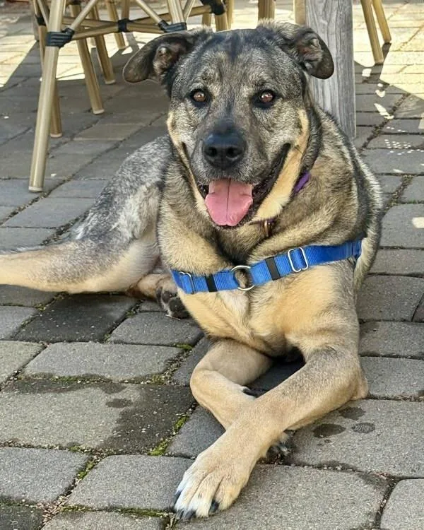 An adult large-sized female German Shepherd Dog dog named Mia for adoption in Novato, CA
