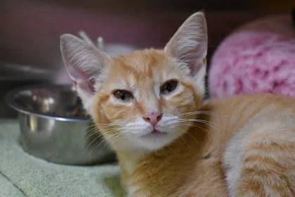 A young large-sized male Domestic Short Hair cat named Gil for adoption in Kansas City, MO
