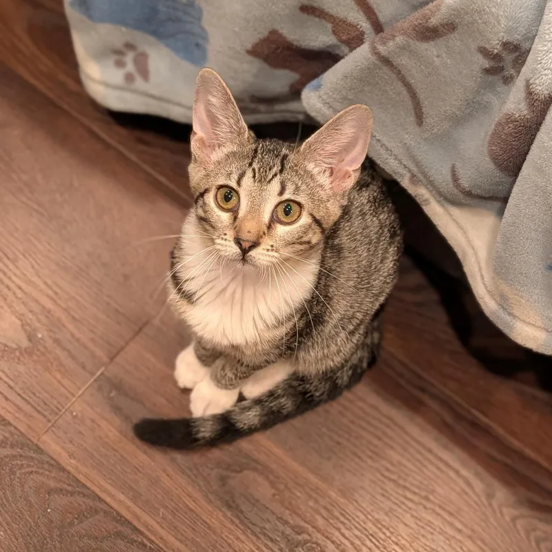 A baby medium-sized female Tabby (Brown / Chocolate) Domestic Short Hair cat named Derriere for adoption in Cape Girardeau, MO
