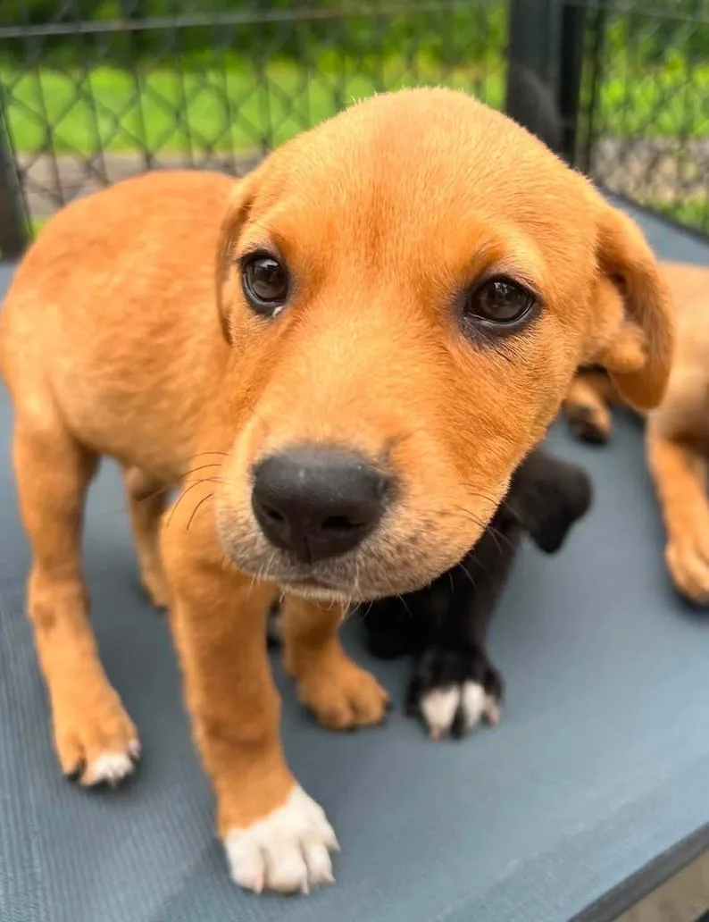 A baby small-sized female Brown / Chocolate Mixed Breed dog named Bilbo for adoption in Hamden, CT