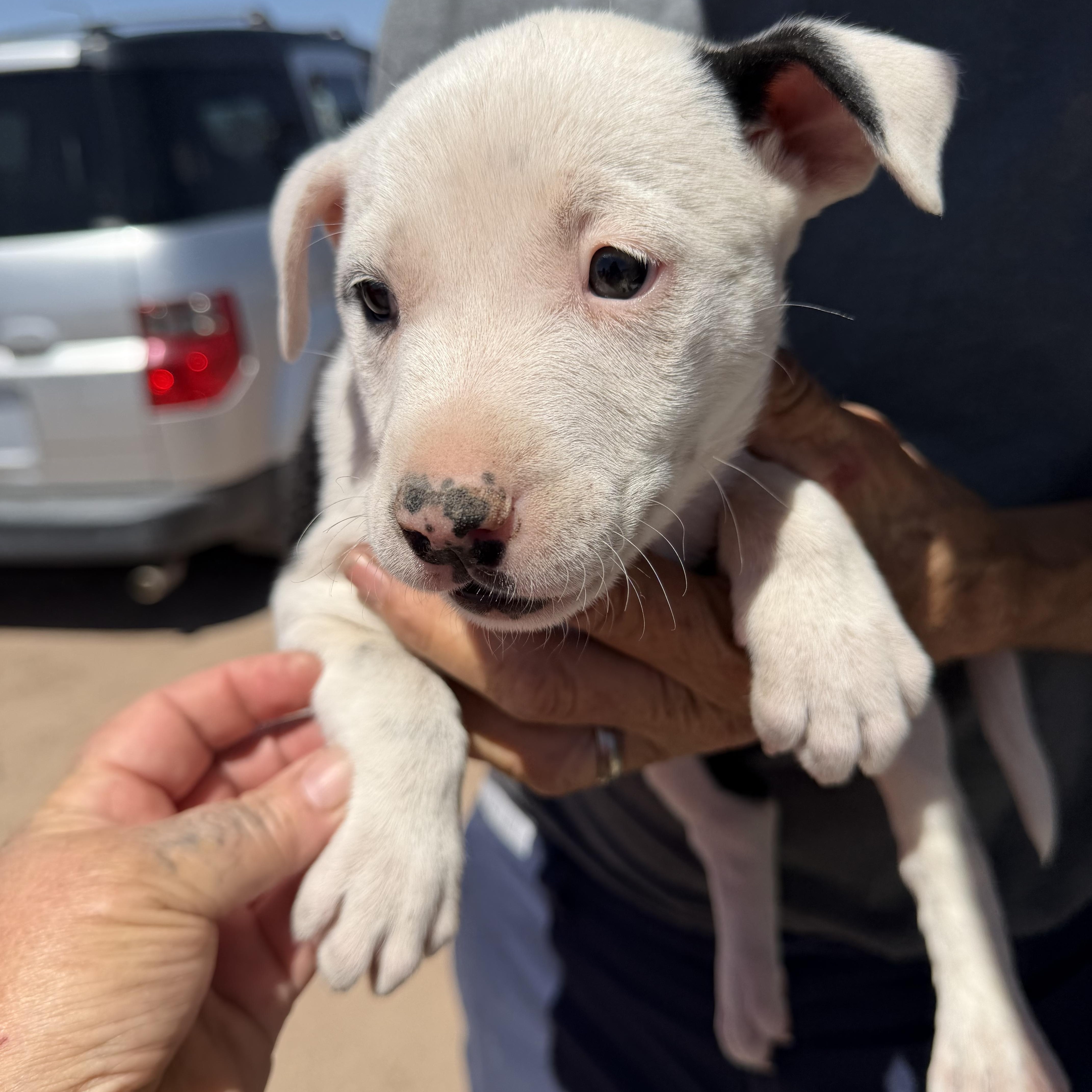 A baby medium-sized female White / Cream Labrador Retriever dog named Saturn for adoption in Deming, NM