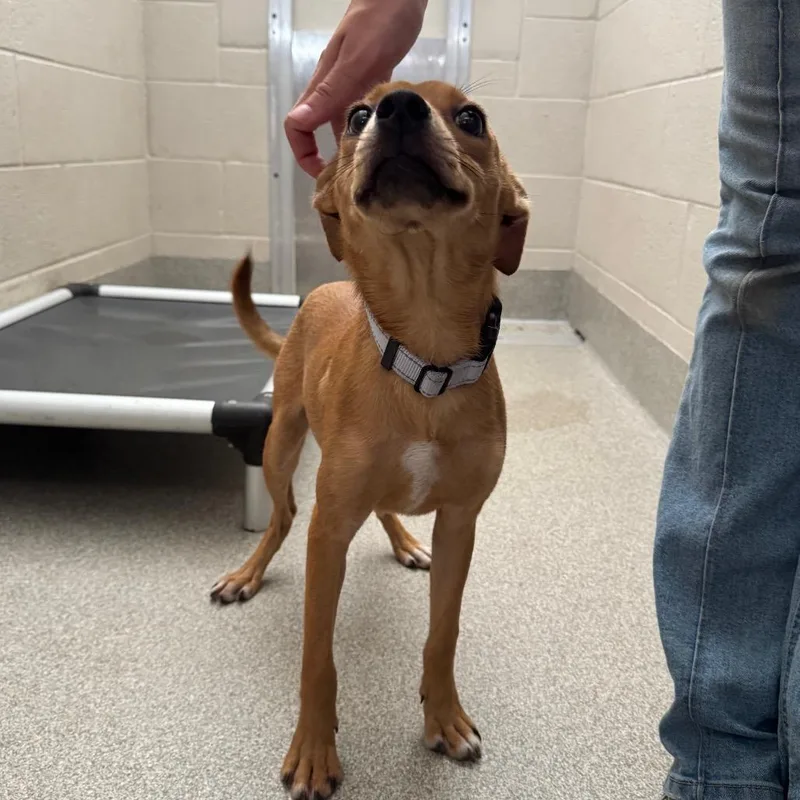A baby small-sized female Mixed Breed dog named Quira for adoption in Englewood, FL