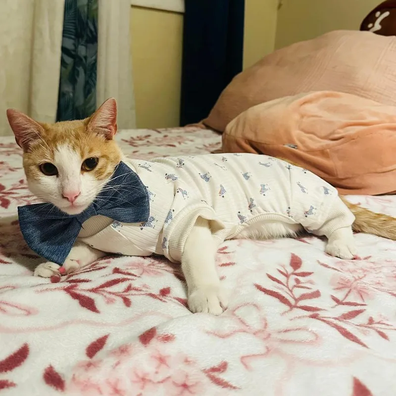 A young small-sized male Orange / Red Domestic Short Hair cat named Claude for adoption in Long Beach, CA