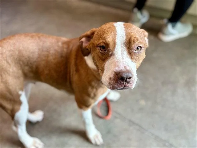 A young small-sized female American Staffordshire Terrier dog named Kay for adoption in Tavares, FL