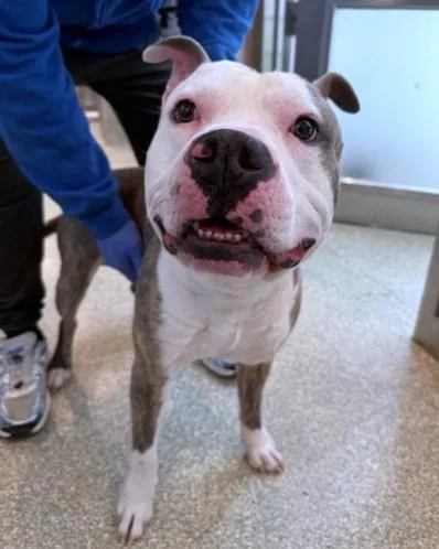 An adult medium-sized male Pit Bull Terrier dog named Dunkin for adoption in Washington, DC