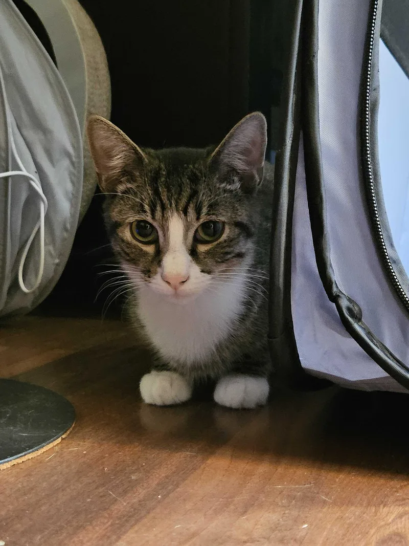A young small-sized male Tabby (Buff / Tan / Fawn) Domestic Short Hair cat named Starr for adoption in Long Island City, NY