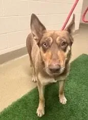 An adult medium-sized female Brown / Chocolate Siberian Husky dog named Luna for adoption in Visalia, CA