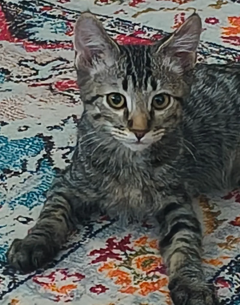 A baby small-sized male Tabby (Brown / Chocolate) Domestic Short Hair cat named Freckles for adoption in Gilbert, AZ