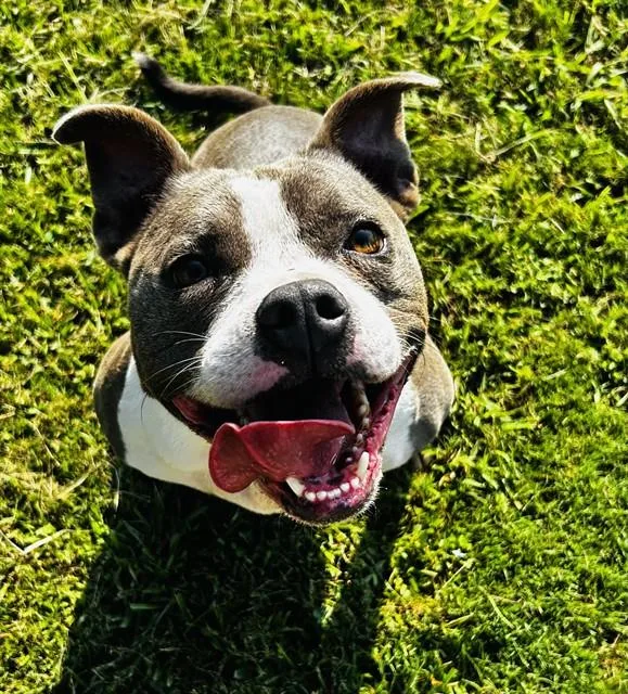 An adult medium-sized female Pit Bull Terrier dog named Luna for adoption in Appling, GA