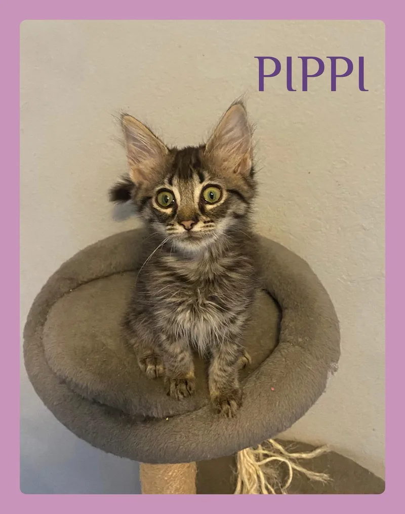 A baby medium-sized female Tabby (Brown / Chocolate) Tabby cat named Pippi for adoption in Lawton, OK