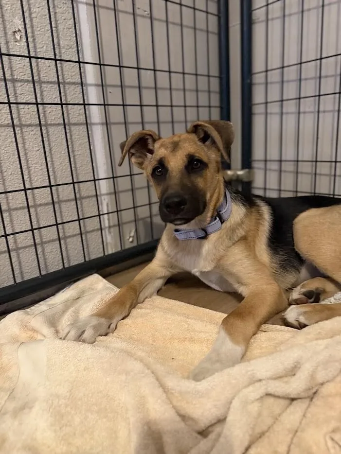A young large-sized female German Shepherd Dog dog named Romy for adoption in renton, WA