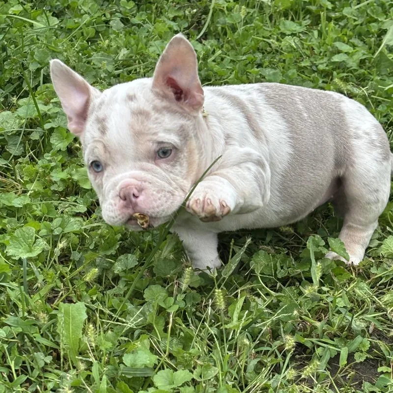 A baby small-sized female Gray / Blue / Silver American Bully dog named Sabrina for adoption in Huber Heights, OH