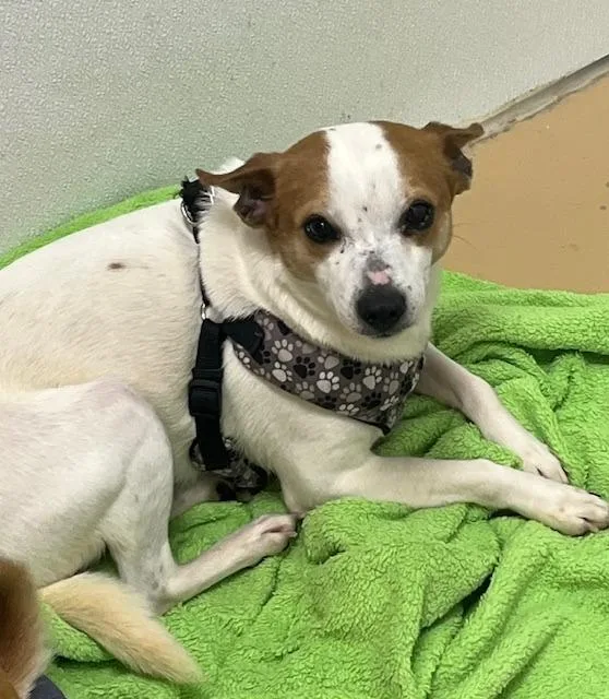 A young small-sized male Terrier dog named Chipper for adoption in Manchester, TN