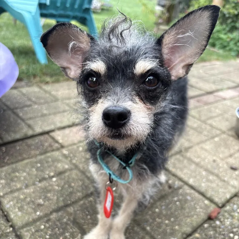 A young small-sized female Yorkshire Terrier dog named CurlySue for adoption in Hudson, IL