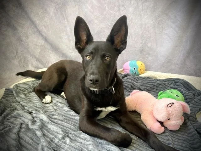 A young small-sized male Australian Kelpie dog named Skipper for adoption in Salinas, CA