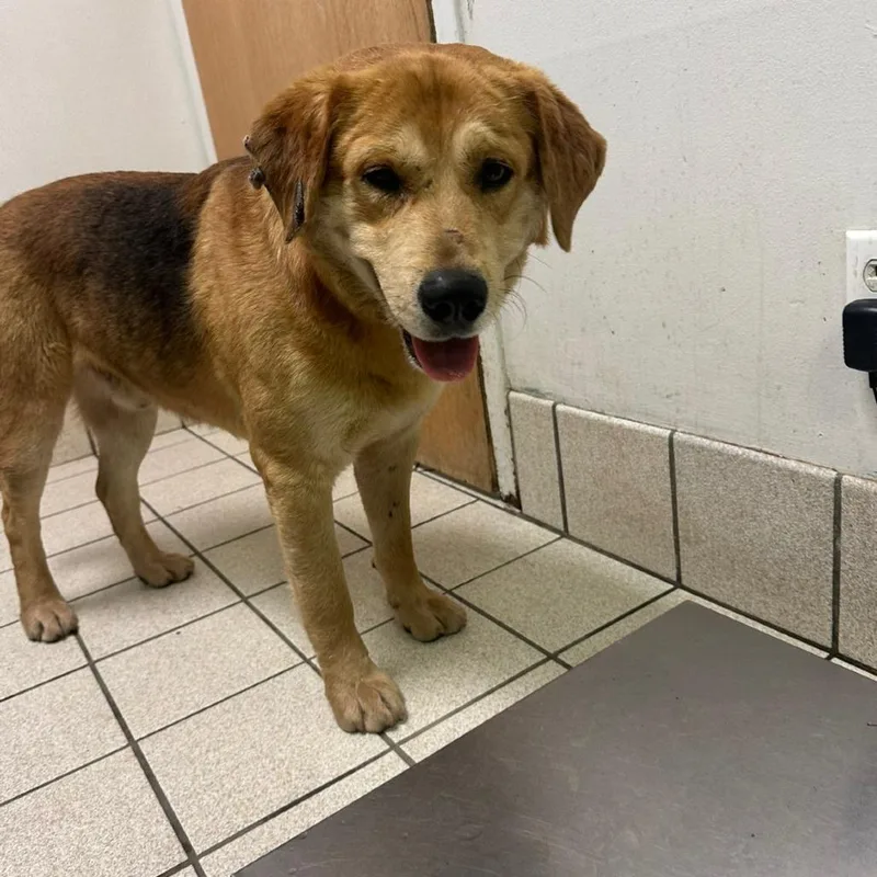 An adult large-sized male Yellow / Tan / Blond / Fawn Mixed Breed dog named Thomas for adoption in Charleston, WV