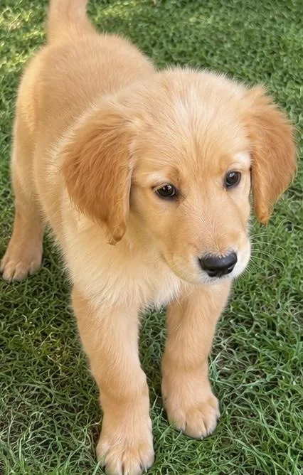 A baby large-sized female Golden Retriever dog named Sunny for adoption in Cerritos, CA