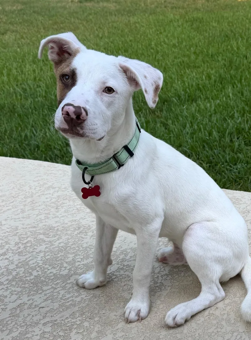 A young medium-sized male White / Cream Bull Terrier dog named Spike  a.k.a. Petey for adoption in Houston, TX