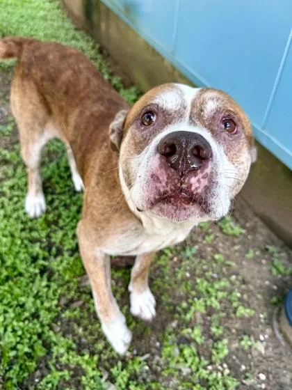 An adult large-sized male Pit Bull Terrier dog named Dennis for adoption in New Orleans, LA