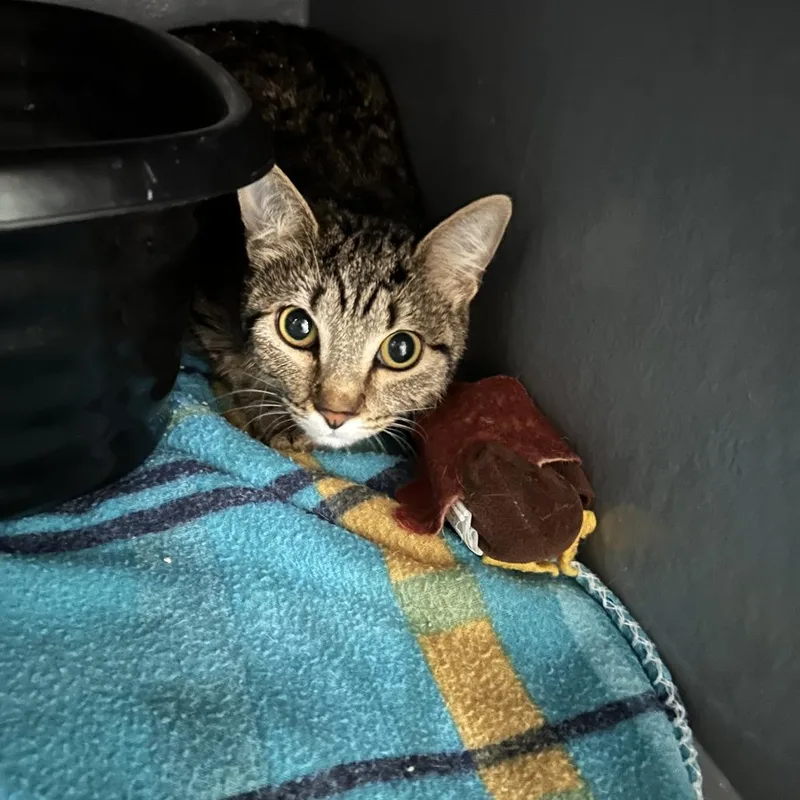 Sasha Colby thumbnail 3