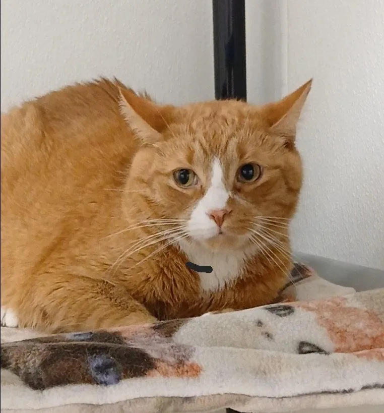Garfield