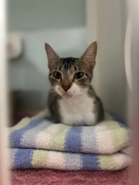 An adult small-sized female Domestic Short Hair cat named Mona for adoption in Muskegon, MI