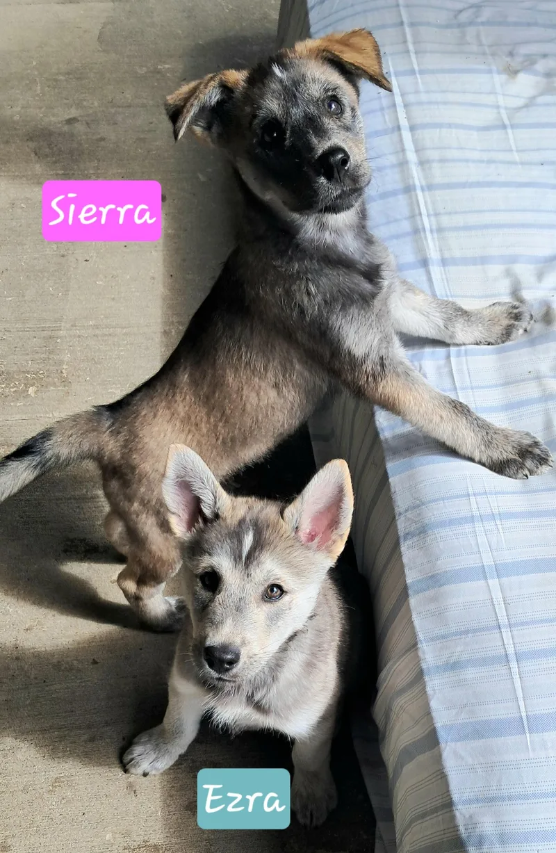 SIERRA's pack thumbnail 5