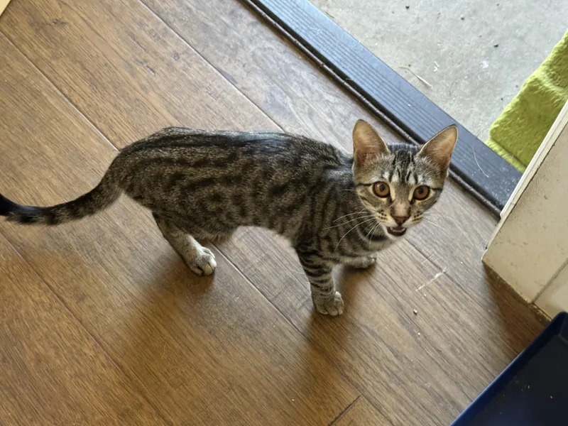 A young small-sized female Tabby (Brown / Chocolate) Domestic Short Hair cat named Celestia for adoption in Hollister, CA