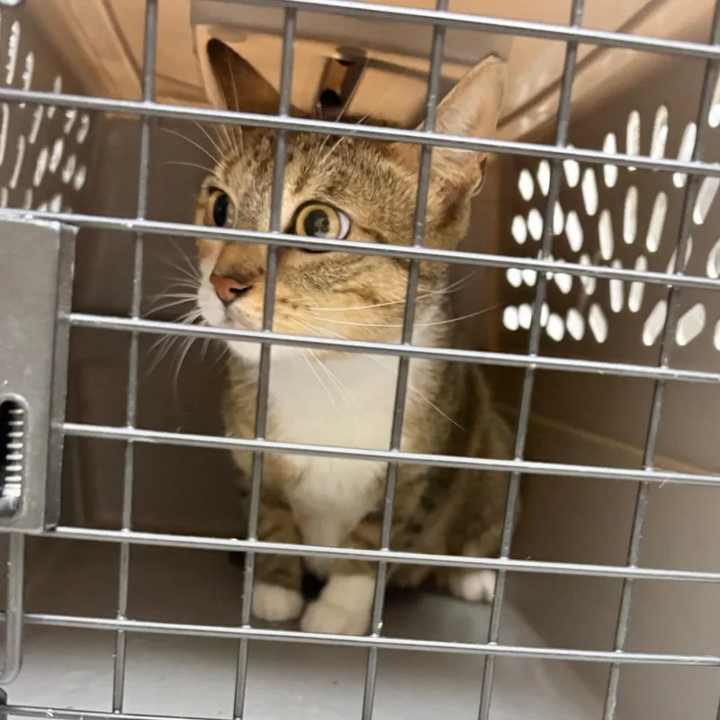 An adult medium-sized female Buff / Tan / Fawn Domestic Short Hair cat named Farro for adoption in Philadelphia, PA