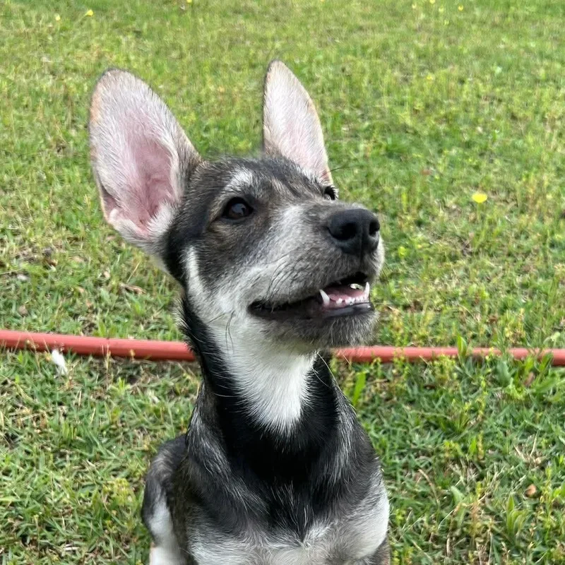 A baby medium-sized male Gray / Blue / Silver Terrier dog named Woody for adoption in Warren, RI