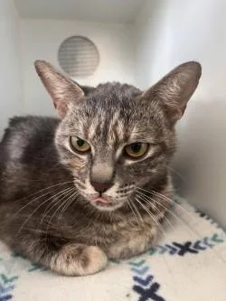 Sally Carrera thumbnail 2