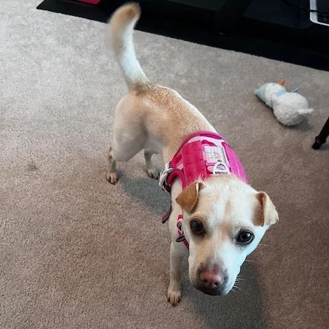 A young small-sized female Yellow / Tan / Blond / Fawn Shar-Pei dog named Lylah for adoption in Winston Salem, NC