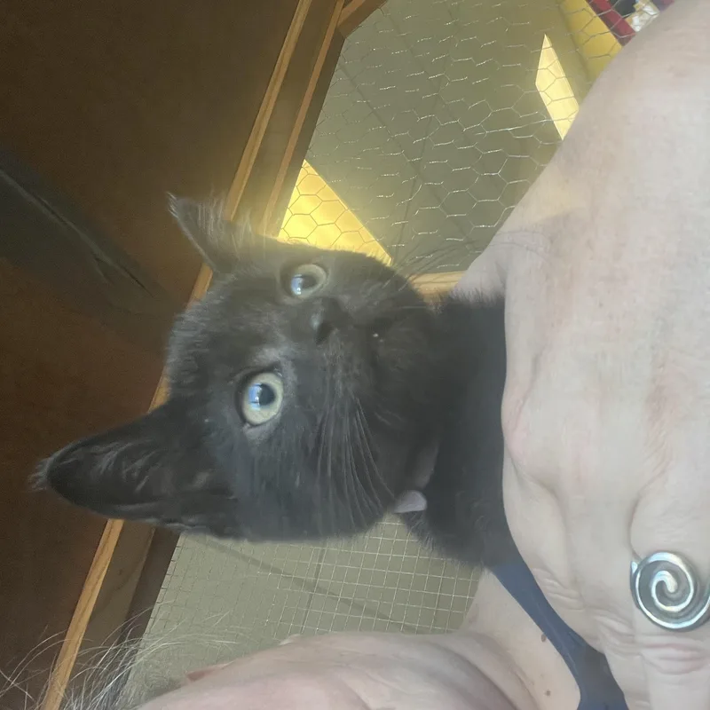 A baby medium-sized female Black Domestic Medium Hair cat named Honeybee for adoption in Racine, WI