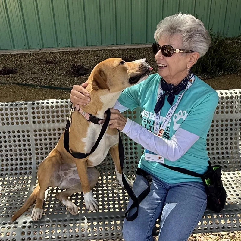 An adult medium-sized female Golden Pit Bull Terrier dog named Chessie for adoption in Albuquerque, NM