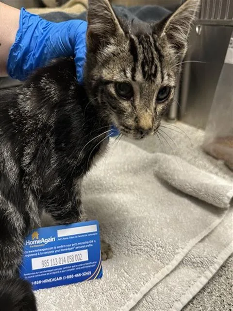A baby small-sized male Domestic Short Hair cat named Charmy for adoption in San Luis Obispo, CA