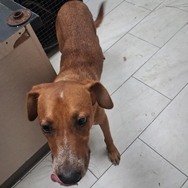 An adult medium-sized male Red / Chestnut / Orange Hound dog named Angus for adoption in Lufkin, TX