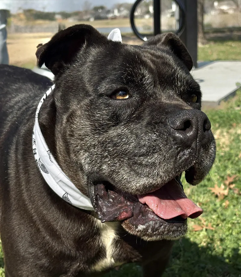 An adult large-sized male Black Mastiff dog named Earl Grey for adoption in Cypress, TX