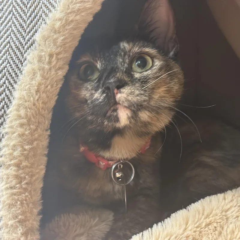 A young small-sized female Domestic Short Hair cat named NCR Ambrosia for adoption in Port Washington, NY